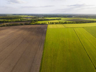 Luftaufnahme von Ackerland und Baumreihen im Frühling bei schönem Licht, Bruntinge, Midden-Drenthe, Drenthe, Niederlande. - AAEF20793