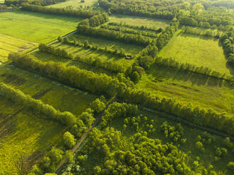 Luftaufnahme einer Wiese mit Baumreihen, Mantingerweide, Mantinge, Drenthe, Niederlande. - AAEF20794