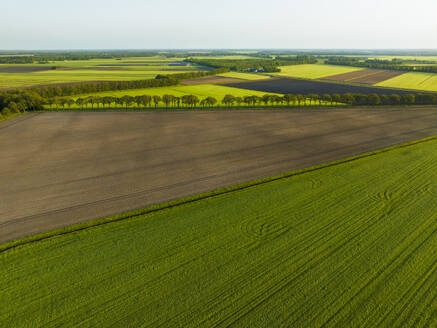 Luftaufnahme von Ackerland und Baumreihen im Frühling bei schönem Licht, Midden-Drenthe, Drenthe, Niederlande. - AAEF20799