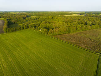 Luftaufnahme der Wiesen und des alten Waldes Mantingerbos, Mantinge, Drenthe, Niederlande. - AAEF20800