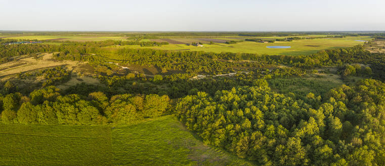 Luftbildpanorama eines Waldes mit Heidekraut im Naturgebiet Mantingerzand, Mantinge, Drenthe, Niederlande. - AAEF20801