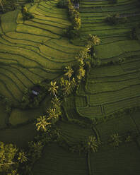 Luftaufnahme einer Teeplantage im Sidemen-Tal, Insel Bali, Indonesien. - AAEF20955