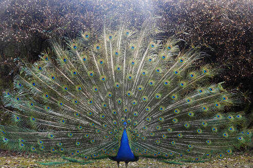 Peacock in the gardens of Schloss Ambras, a Renaissance castle and palace located in the hills above Innsbruck, Austria, Europe - RHPLF26311