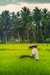 View of a Balinese wearing a typical conical hat working in the paddy fields, Sidemen, Kabupaten Karangasem, Bali, Indonesia, South East Asia, Asia - RHPLF26312