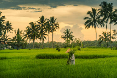View of a Balinese wearing a typical conical hat working in the paddy fields, Sidemen, Kabupaten Karangasem, Bali, Indonesia, South East Asia, Asia - RHPLF26314