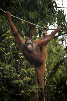 Orangutan at Semenggoh Wildlife Rehabilitation Center, Sarawak, Borneo, Malaysia, Southeast Asia, Asia - RHPLF26399