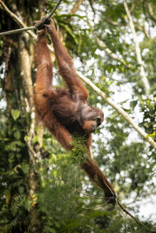 Orangutan at Semenggoh Wildlife Rehabilitation Center, Sarawak, Borneo, Malaysia, Southeast Asia, Asia - RHPLF26400