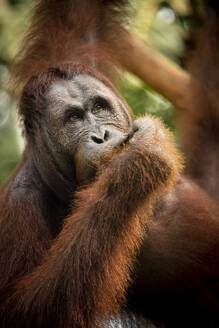 Orangutan at Semenggoh Wildlife Rehabilitation Center, Sarawak, Borneo, Malaysia, Southeast Asia, Asia - RHPLF26401