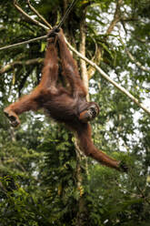 Orangutan at Semenggoh Wildlife Rehabilitation Center, Sarawak, Borneo, Malaysia, Southeast Asia, Asia - RHPLF26402