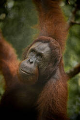 Orangutan at Semenggoh Wildlife Rehabilitation Center, Sarawak, Borneo, Malaysia, Southeast Asia, Asia - RHPLF26403