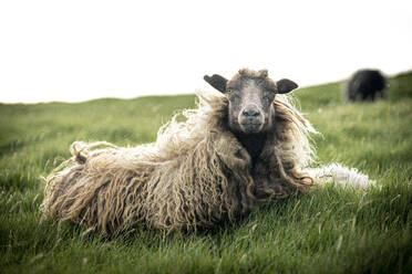 Close-up of single sheep on grass, Faroe Islands, Denmark, Europe - RHPLF26422