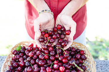 Hands of farmer showing fresh picked organic cherries, Italy, Europe - RHPLF26524