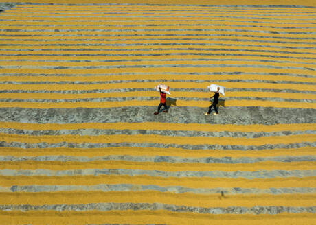 Luftaufnahme von Menschen, die auf einem Reismühlenfeld arbeiten, Dhamrai, Dhaka, Bangladesch. - AAEF20984