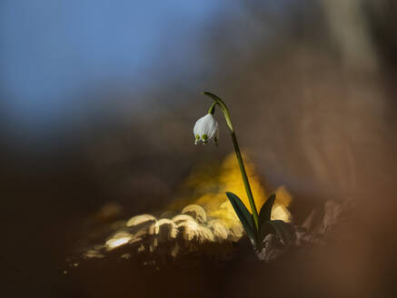 Spring snowflake (Leucojum vernum) blooming outdoors - BSTF00238