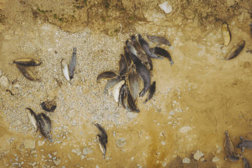 Aerial view of California Sea Lions, Point Reyes National Seashore, California, United States. - AAEF21334