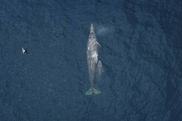 Aerial view of a blue whale and its baby, near Pigeon Point Light Station, California, United States. - AAEF21359