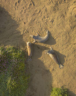Aerial view of California Sea Lions, Arroyo Del Oso, California, United States. - AAEF21367