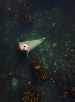 Aerial view of Buffel the southern Elephant seal (Mirounga leonina) in Kelp forest, Cape Town, South Africa. - AAEF21412