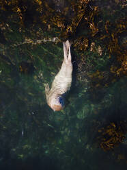 Aerial view of Buffel the southern Elephant seal (Mirounga leonina) in Kelp forest, Cape Town, South Africa. - AAEF21413