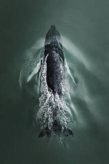 Aerial view of a humpback whale diving back under the surface of the Atlantic Ocean in the Hamptons, New York United States. - AAEF21426