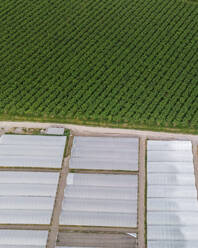 Aerial view of greenhouse in a farmland in countryside, Capaccio, Paestum, Campania, Italy. - AAEF21628