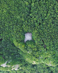 Luftaufnahme eines Waldes mit Bäumen auf dem Termion-Gipfel in Serino, Kampanien, Avellino, Italien. - AAEF21705