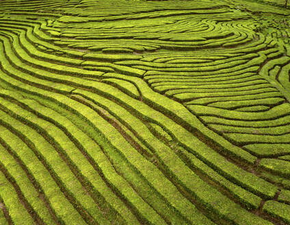 Drohnenaufnahme einer Teeplantage auf einem Hügel, die Linien und Formen bildet, Gorreana Tea Factory, Sao Bras, Maia, Azoren, Portugal. - AAEF21788