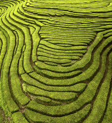 Drohnenaufnahme einer Teeplantage auf einem Hügel, die Linien und Formen bildet, Gorreana Tea Factory, Sao Bras, Maia, Azoren, Portugal. - AAEF21789