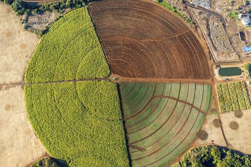 Aerial drone view of sugar cane fields forming a circle, Flic en Flac, Black River, Mauritius. - AAEF21795