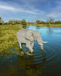 Aerial view of an elephant in a pond at Mababe Zokotsama state park, North-West, Botswana. - AAEF21821