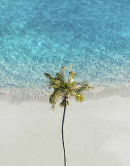 Aerial view of a palm tree along the tropical beach at Maldives. - AAEF21827