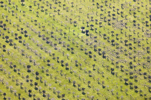 Luftaufnahme eines Weinbergs für Rotweintrauben während der Überwinterung, Melbourne, Victoria, Australien. - AAEF21856