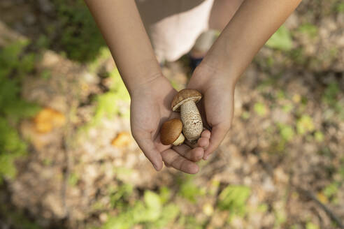 Hände eines Mädchens beim Pilzesammeln im Wald - LESF00412