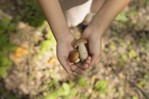 Hands of girl collecting mushrooms in forest - LESF00412