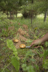 Mann schneidet Pilz mit Messer im Wald - LESF00415