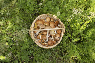 Basket of mushrooms in forest - LESF00419