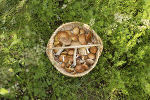 Korb mit Pilzen im Wald - LESF00419