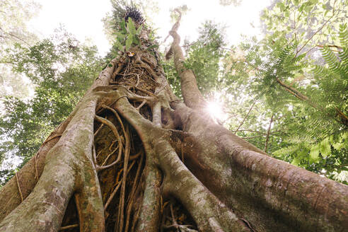 Riesiger Baum mit Wurzeln im Wald - MMPF00812
