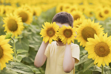 Junge bedeckt Gesicht mit Sonnenblume auf einem Feld - ONAF00613