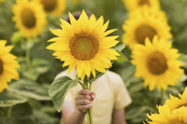 Junge versteckt Gesicht mit Sonnenblume im Feld - ONAF00614