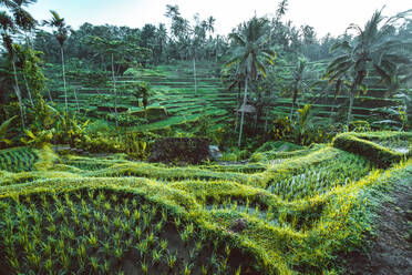 Tegalalang rice terraces in Ubud, Bali - DMDF01643