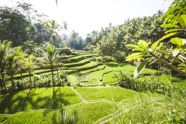 Tegalalang rice terraces in Ubud, Bali - DMDF01657