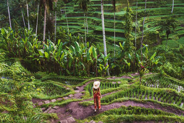 Junge Frau auf grüner Kaskaden-Reisfeld-Plantage auf der Tegalalang-Terrasse. Bali, Indonesien - Schönes weibliches Modell posiert auf einer Reisterrasse in Ubud - DMDF01658