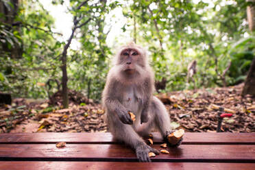 Portrait of an Adult Monkey in Monkey Forest, Ubud, Bali, Indonesia - DMDF01661