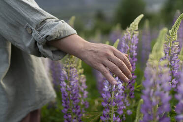 Hand of woman touching lupine flower in field - VBUF00323