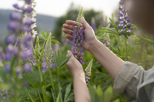 Hands of woman touching lupine flower in field - VBUF00327