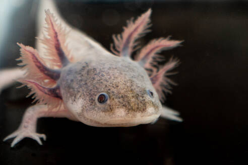 Closeup of grown up Mexican Axolotl salamander with feathery external gills looking at camera while standing on short legs on blurred black surface - ADSF46594