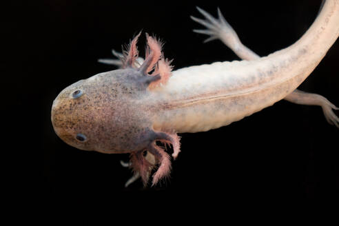 Top view closeup of grown up Mexican Axolotl salamander with feathery external gills standing on short legs on blurred black surface - ADSF46595