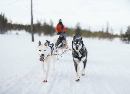 Unrecognizable persons in warm clothes sledding with husky dogs in Lapland Finland - ADSF46603