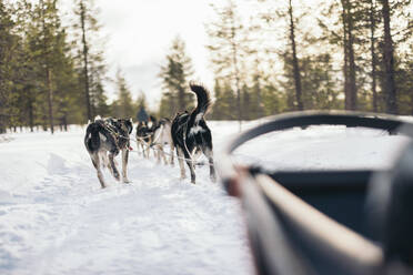 Back view of pet dogs walking on snowy road in winter forest while pulling blurred sledge against coniferous trees and bright sunlight in wintertime in Lapland - ADSF46604